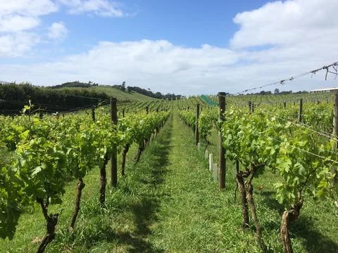 Vineyard Rows on Sunny Day Foto stock