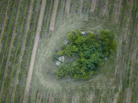 Vineyard rows surrounding a stand of trees Karlovska Dolni Kounice Foto stock