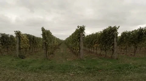 Vineyard Rows (Tracking) 動画素材 44423745
