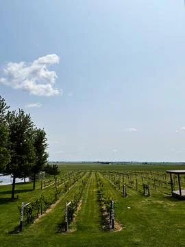 Vineyard rows under blue sky in Indiana countryside a peaceful farmland lan.. Foto stock