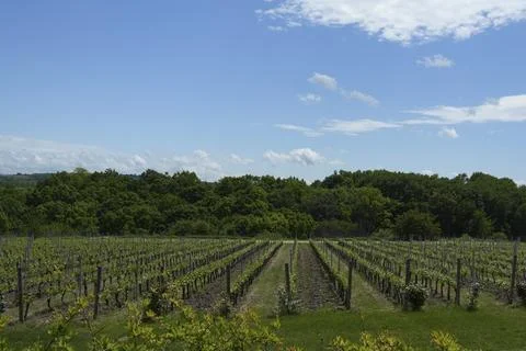 Vineyard Rows Under Blue Sky and Clouds Stock Photos