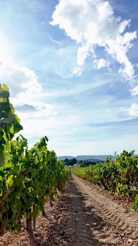 Vineyard rows under a bright sky as grape leaves gently move in a light breez Stock Footage 344808972