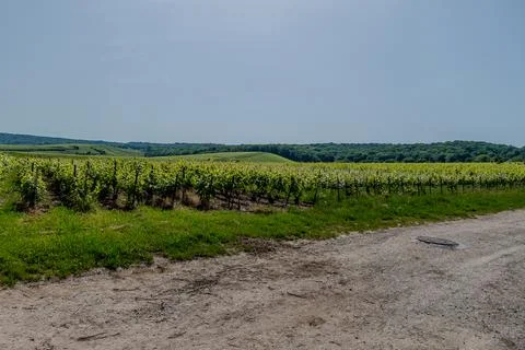 Vineyard rows under a clear sky in Champagne region France Фото