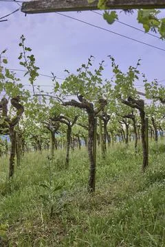 Vineyard rows under cloudy countryside sky Stock Photos