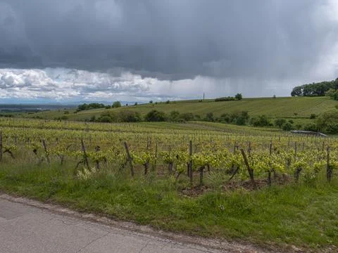 Vineyard rows under dark storm clouds in rural France Stockfoto's
