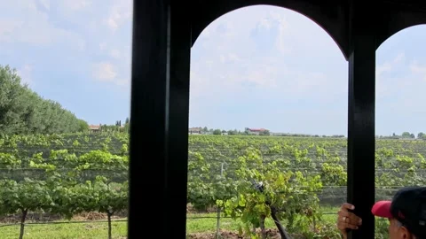 Vineyard Rows Viewed From Tour Vehicle Window Queretaro Wine Region Mexico Stock Footage 345439804