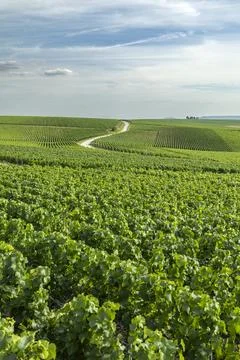 Vineyard rows winding road in Val de Livre, France 스톡 사진