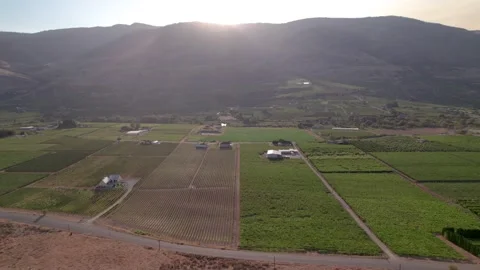 Vineyard with rows of wine grapes growing, Okanagan Valley, aerial drone footage Stock Footage 209690478