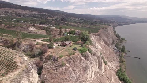 Vineyard with rows of wine grapes growing, Okanagan Valley, aerial drone footage Stock Footage 209691872