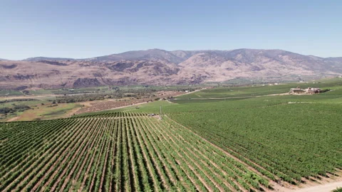 Vineyard with rows of wine grapes growing, Okanagan Valley, aerial drone footage Video stock 209710362