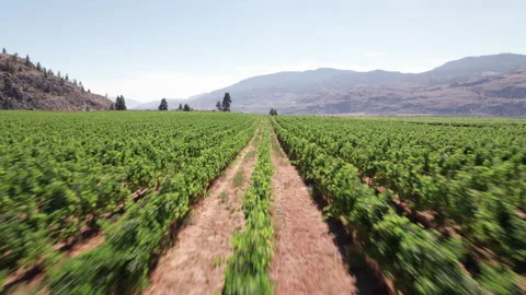 Vineyard with rows of wine grapes growing, Okanagan Valley, aerial drone footage Видео 209722020