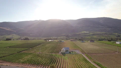 Vineyard with rows of wine grapes growing, Okanagan Valley, aerial drone footage Vídeo Stock 209727777