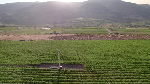 Vineyard with rows of wine grapes growing, Okanagan Valley, aerial drone footage Vídeos de archivo 209735447
