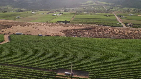Vineyard with rows of wine grapes growing, Okanagan Valley, aerial drone footage Stock Footage 209737735