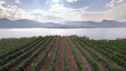 Vineyard with rows of wine grapes growing, Okanagan Valley, aerial drone footage Stock Footage 209739731