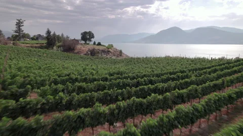 Vineyard with rows of wine grapes growing, Okanagan Valley, aerial drone footage Stock Footage 209744103
