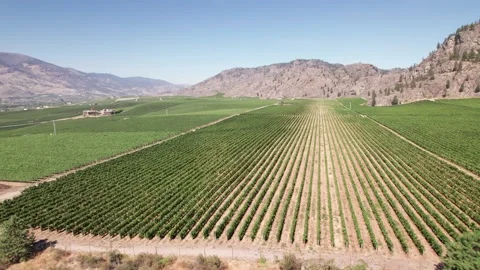 Vineyard with rows of wine grapes growing, Okanagan Valley, aerial drone footage Stock Footage 209747470