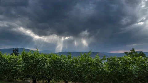 Vineyard with rows of wine grapes growing, Okanagan Valley, storm clouds, time Видео 219672151