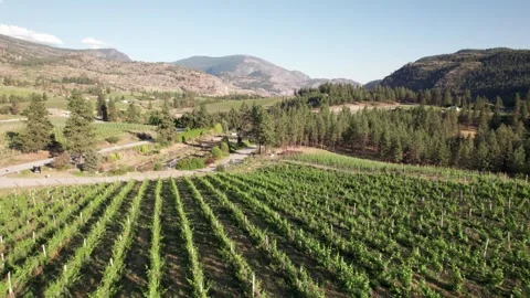 Vineyard with rows of wine grapes growing, Okanagan Valley, aerial drone footage Stock Footage 318748777