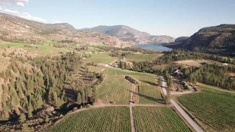 Vineyard with rows of wine grapes growing, Okanagan Valley, aerial drone footage Stock Footage 318748810