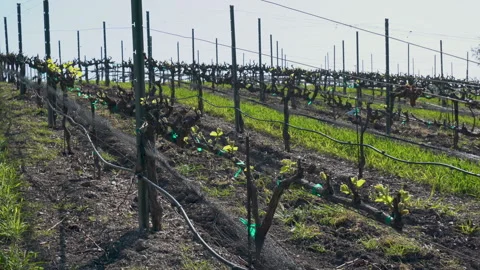 Vineyard rows at a winery in San Luis Obispo County, CA Vidéo 171849423