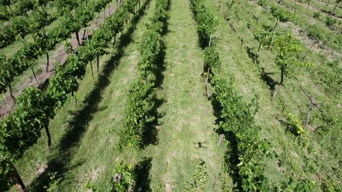 Vineyard in San Miguel Allende Stock Footage 181501663