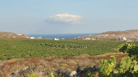 Vineyard In Santorini, Greece Video stock 761819
