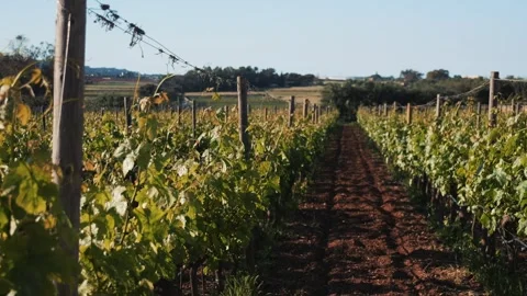 Vineyard Scene Captured. Idyllic Countryside Showing Flourishing Grapevines And Stock-Footage 336468075