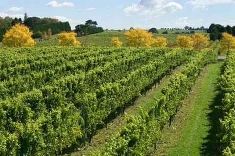Vineyard scene Stock Photos