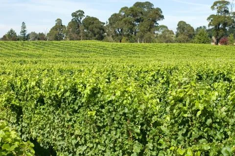 Vineyard scene Stock Photos