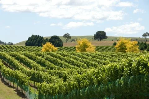 Vineyard scene Stock Photos