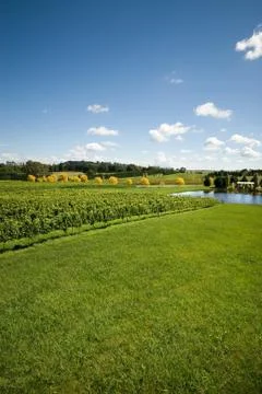 Vineyard scene Foto stock