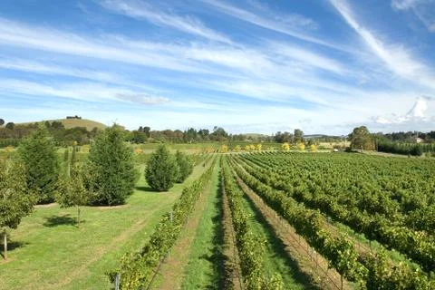 Vineyard scene Stock Photos