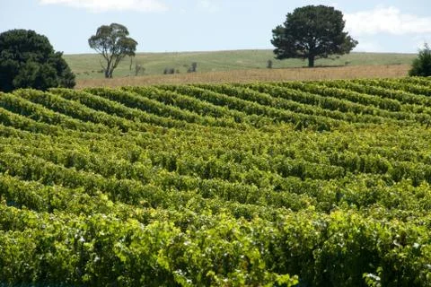 Vineyard scene Stock Photos