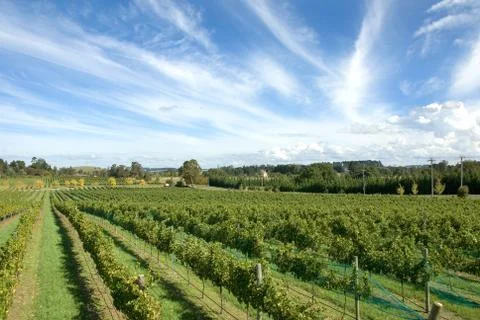 Vineyard scene Stock Photos