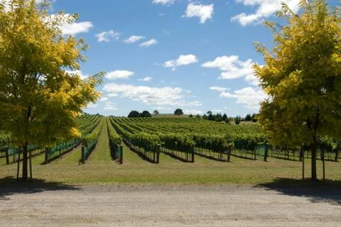 Vineyard scene Stock Photos