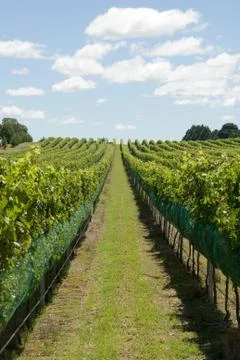 Vineyard scene Stock Photos