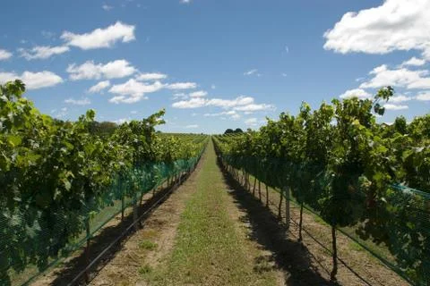 Vineyard scene 写真素材