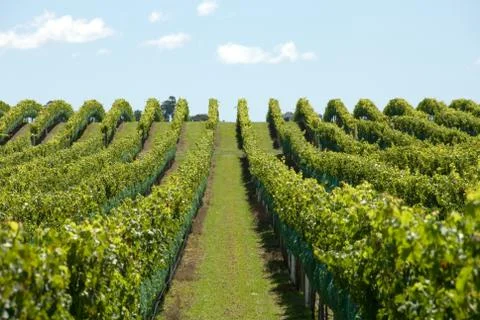 Vineyard scene Foto stock