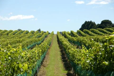 Vineyard scene Stock Photos