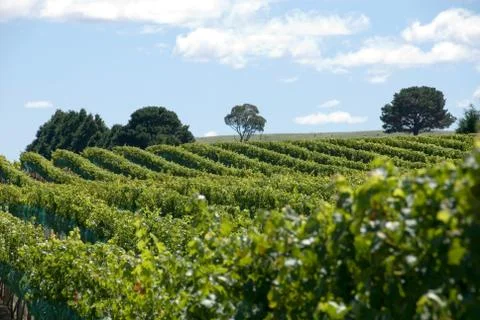 Vineyard scene Stock Photos