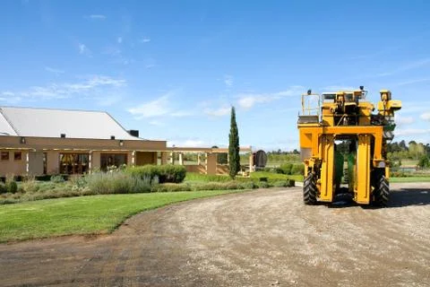 Vineyard Scene Foto stock