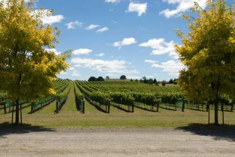 Vineyard Scene Stock Photos