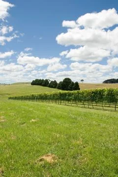 Vineyard Scene Stock Photos