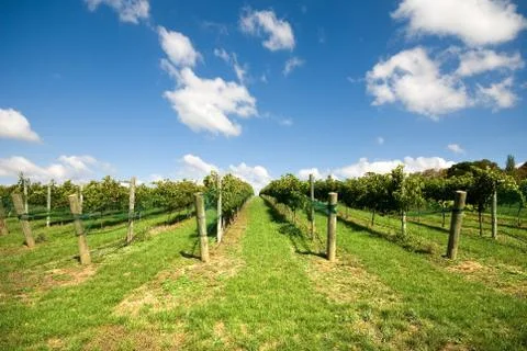 Vineyard Scene Stock Photos