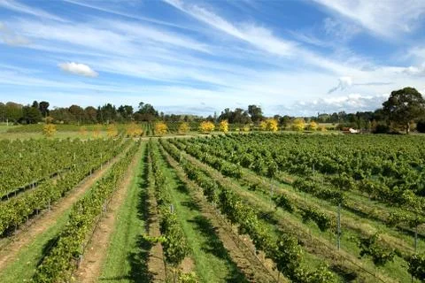 Vineyard Scene Stock Photos