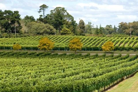 Vineyard Scene Stock Photos