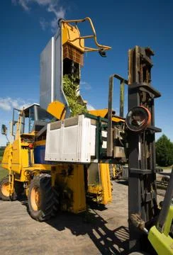 Vineyard Scene Stock Photos