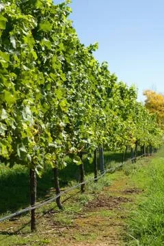 Vineyard Scene Stock Photos