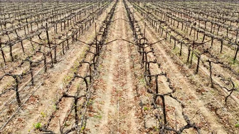 A vineyard scene showcasing symmetrical rows of grapevines in an orderly la.. Stock Footage 305381563